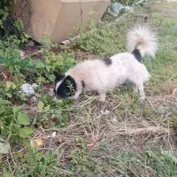 سگ پاکوتاه نگهبان