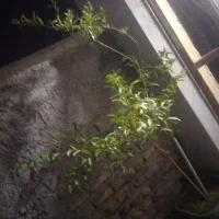 یک عدد گل شب بو