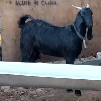 بز کهره دار و آبستن|حیوانات مزرعه|شیراز, کلاهدوز|دیوار