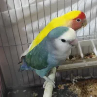 طوطی برزیلی بالغ سالم سالم