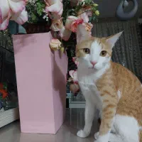 گربه نر عقیم شده