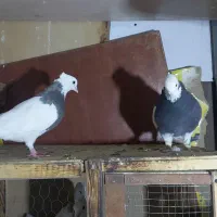 کبوتر رنگی|پرنده|تهران, هاشمی|دیوار