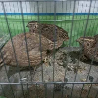 بلدرچین|حیوانات مزرعه|هشتگرد, سیف آباد|دیوار