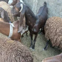 دوعدد بز پاکستانی یک عدد بزغاله نر|حیوانات مزرعه|تهران, سعیدآباد|دیوار