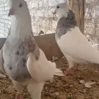 طوقی هفترنگ|پرنده|باغ بهادران, |دیوار