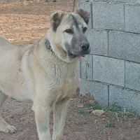 توله سگ سرابی 11ماهه
