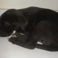 واگذاری پتبول .پیتبول