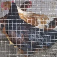 جوجه مرغ و خروس نزدیک تخم گذاری