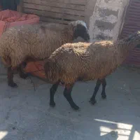 ۲تا شیشک آبستن شکم سوم هستن جوون دونه ۱۱۵۰۰