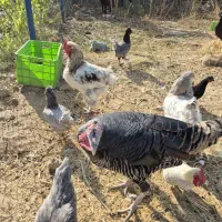 بوقلمون ماده|حیوانات مزرعه|تهران, نازی‌آباد|دیوار