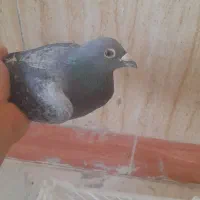 کفتر کبوترمسافتی