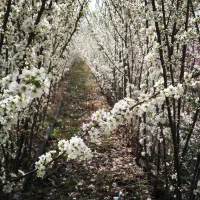 نهال‌ونهالستان‌شناسه‌دارگیلاسی