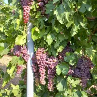 فروش باغ انگور داربستی.بادام. گردو.وزمین|فروش زمین و ملک کلنگی|بیلوار, |دیوار