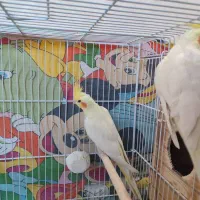 دو جفت عروس هلندی