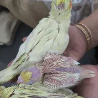 جوجه عروس هلندی