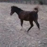 کره اسب نژاد عربی دم بالا