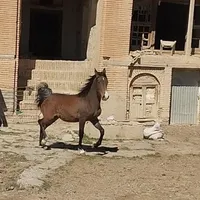اسب مادیان شش دانگ|اسب و تجهیزات اسب‌سواری|اراک, |دیوار