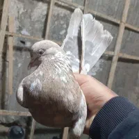 ۱۲تا کفتر خوب