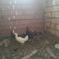 مرغ و خروس بوقلمون وقو غاز|حیوانات مزرعه|شبستر, |دیوار