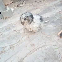 سگ پاپی