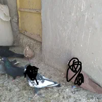 چندتا کبوترفروشی|پرنده|بندر ماهشهر, |دیوار