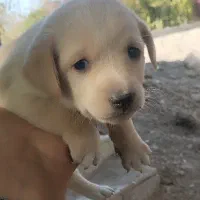 توله پاپی 500 تومن|سگ|خمینی‌شهر, |دیوار