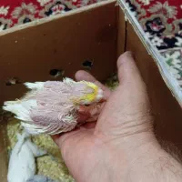 فروش عروس هلندی دانه خور و سرلاکی