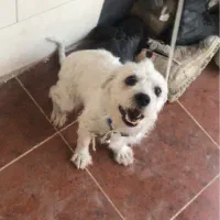 سگ شیتزو|سگ|بهبهان, |دیوار