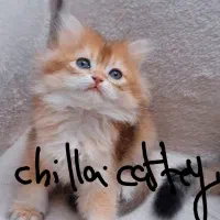 گربه بریتیش وارداتی ny11و ny25