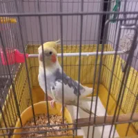 عروس هلندی دستی و سخنگو لوتینو دوکت