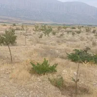 زمین باغی روستای دشت ارژن|فروش زمین و ملک کلنگی|شیراز, گلدشت معالی‌آباد|دیوار