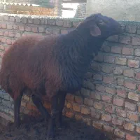 توقلی قوچی افشار سنگین وزن