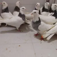 کفتر کبوترطوقی