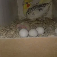 عروس هلندی نر