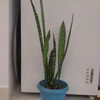 دو عدد گل همراه گلدان|گل و گیاه طبیعی|محمودآباد, |دیوار