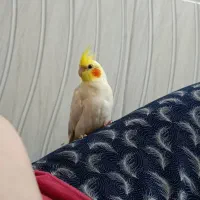 گمشده عروس هلندی