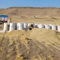 کاه درجه یک درخدمت دامداران عزیز هستیم ۱۳ تومان