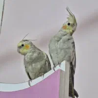 عروس هلندی ماده|پرنده|کارون, |دیوار