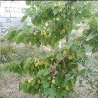 باغ-نطنز