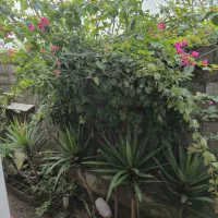 گل کاغزی