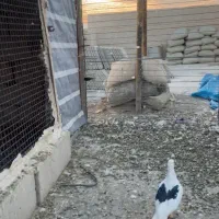 سه تا غریبگیری نر|پرنده|تاکستان, |دیوار