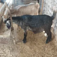 بز آبستن دوقلو زا|حیوانات مزرعه|کوهدشت, |دیوار