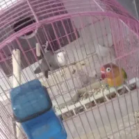 عروس علندی|پرنده|آبدانان, |دیوار