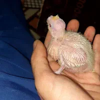جوجه عروس و کفتر رنگی