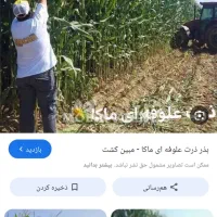 ذرت علوفه ای