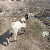 بز نر ماده|حیوانات مزرعه|شادگان, |دیوار