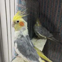 عروس هلندی نر و ماده|پرنده|قیدار, |دیوار