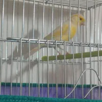 قناری|پرنده|کرمان, |دیوار