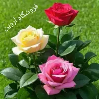 فروشگاه آروین