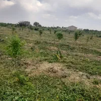 ۲۰هزار متر باغ بادام سند دار